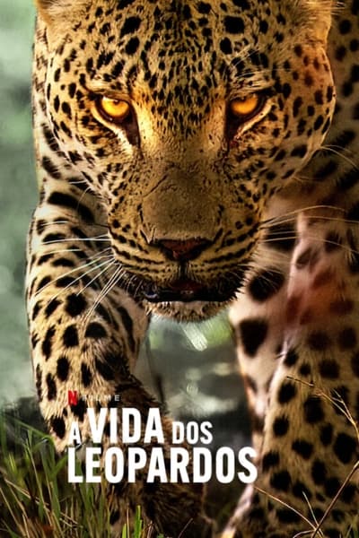 A Vida dos Leopardos (2024) Torrent Dublado Downloads